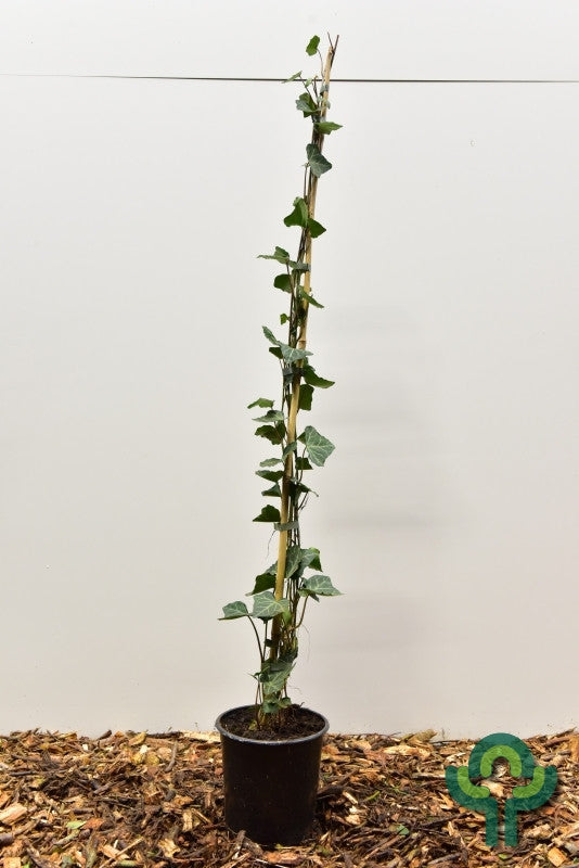 Hedera helix 'Woerner'
