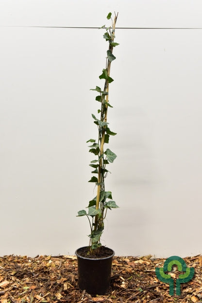 Hedera helix 'Woerner'