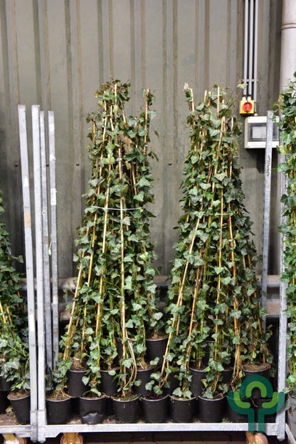 Hedera helix 'Woerner'