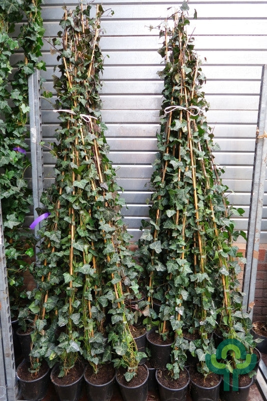 Hedera helix 'Woerner'