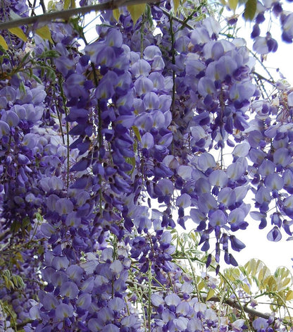 Wisteria sinensis 'Prolific'