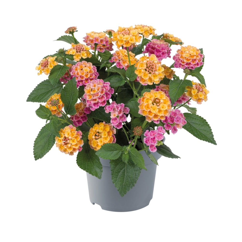 Lantana 'Lucky'