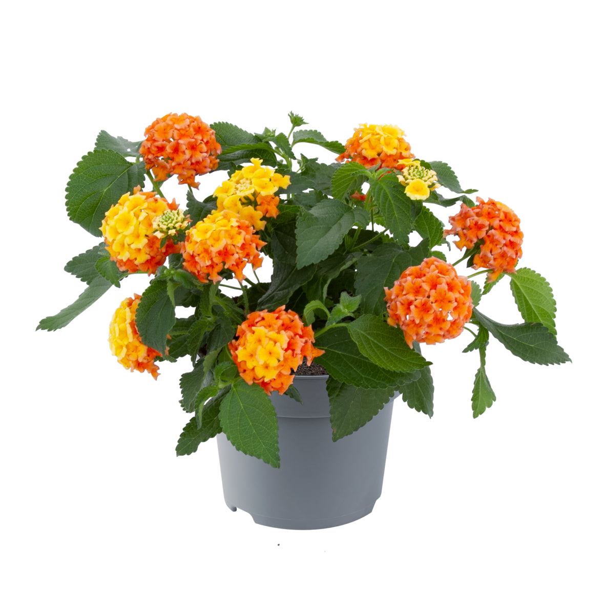 Lantana 'Lucky'
