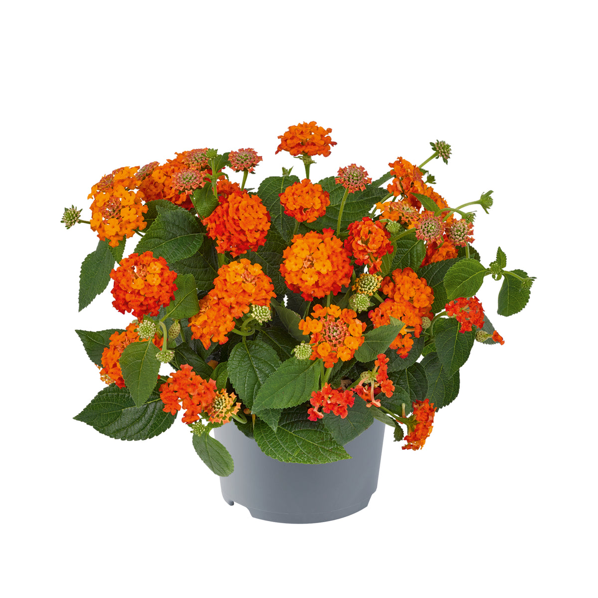 Lantana 'Lucky'