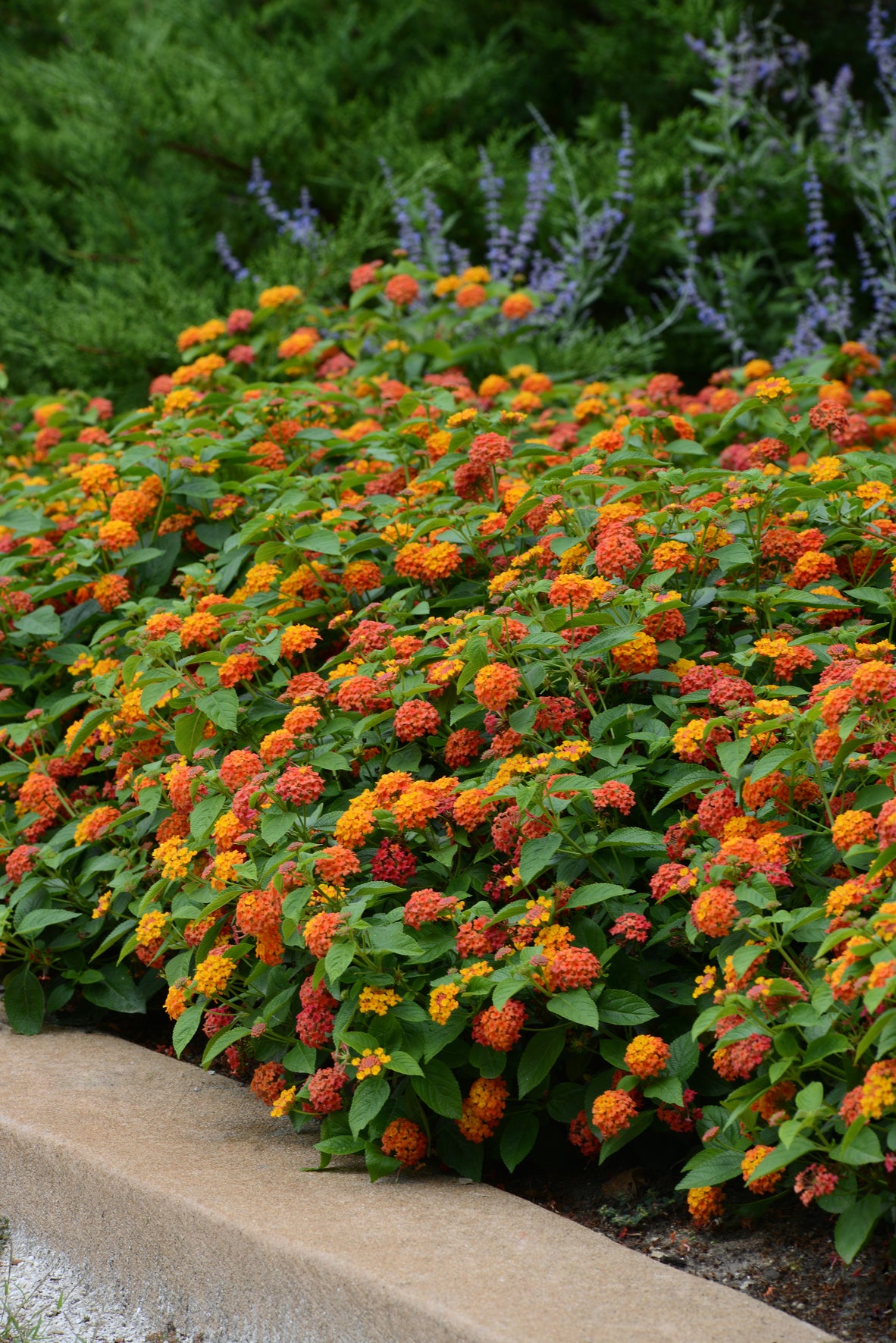 Lantana 'Lucky'