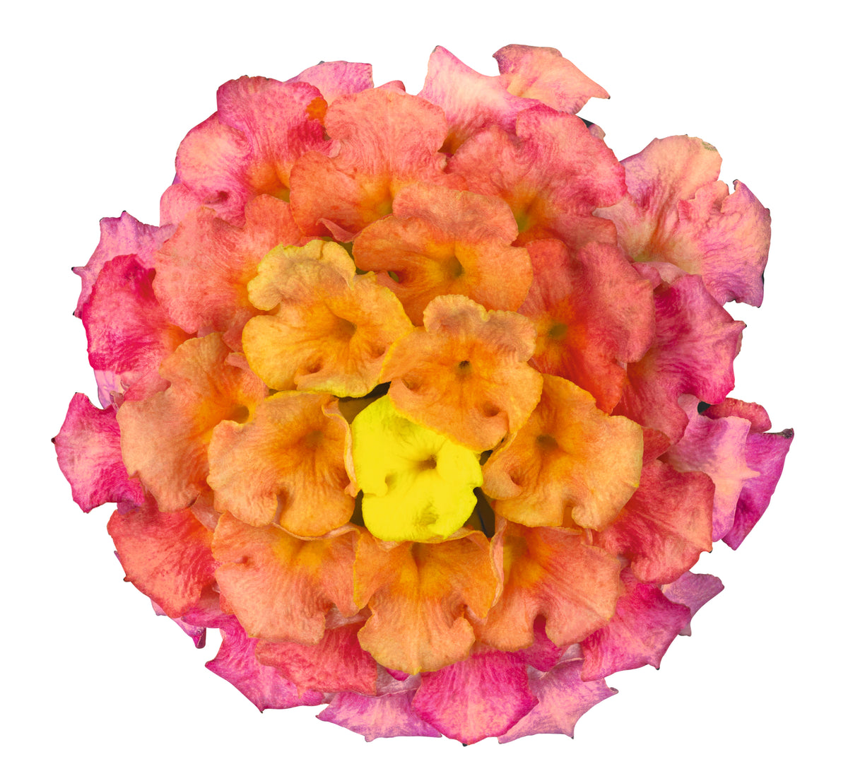 Lantana 'Lucky'
