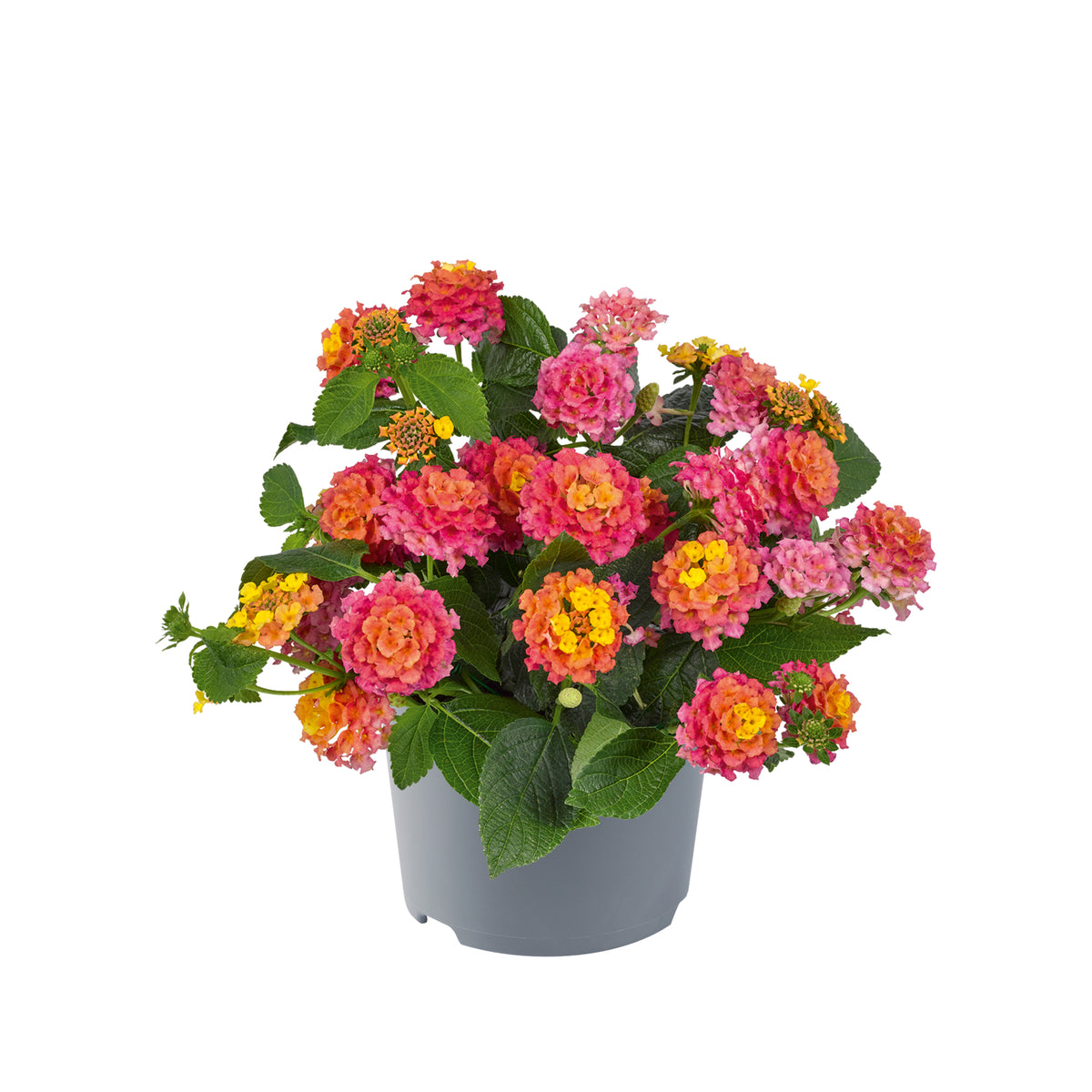 Lantana 'Lucky'