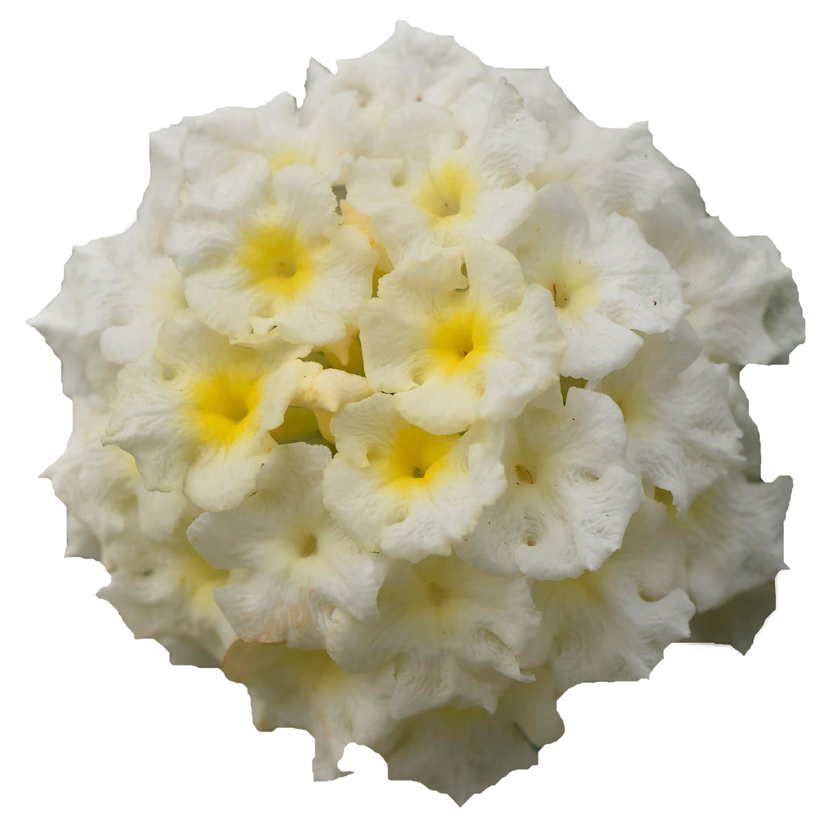 Lantana 'Lucky'