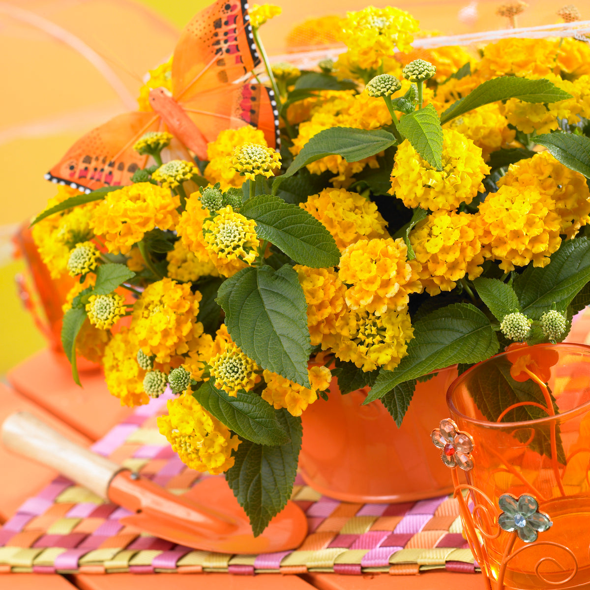 Lantana 'Lucky'