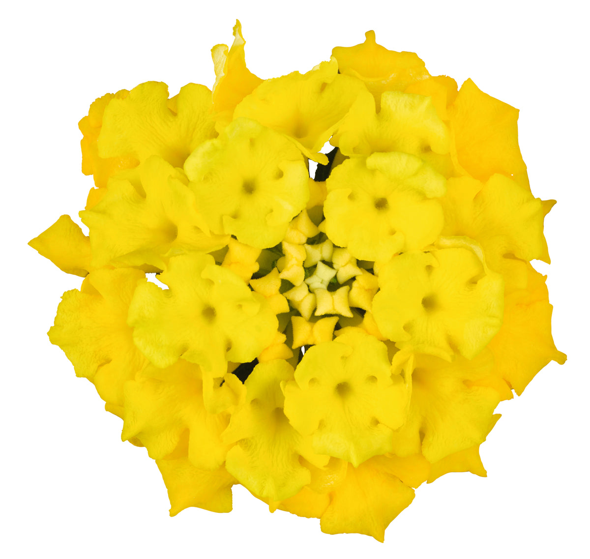 Lantana 'Lucky'