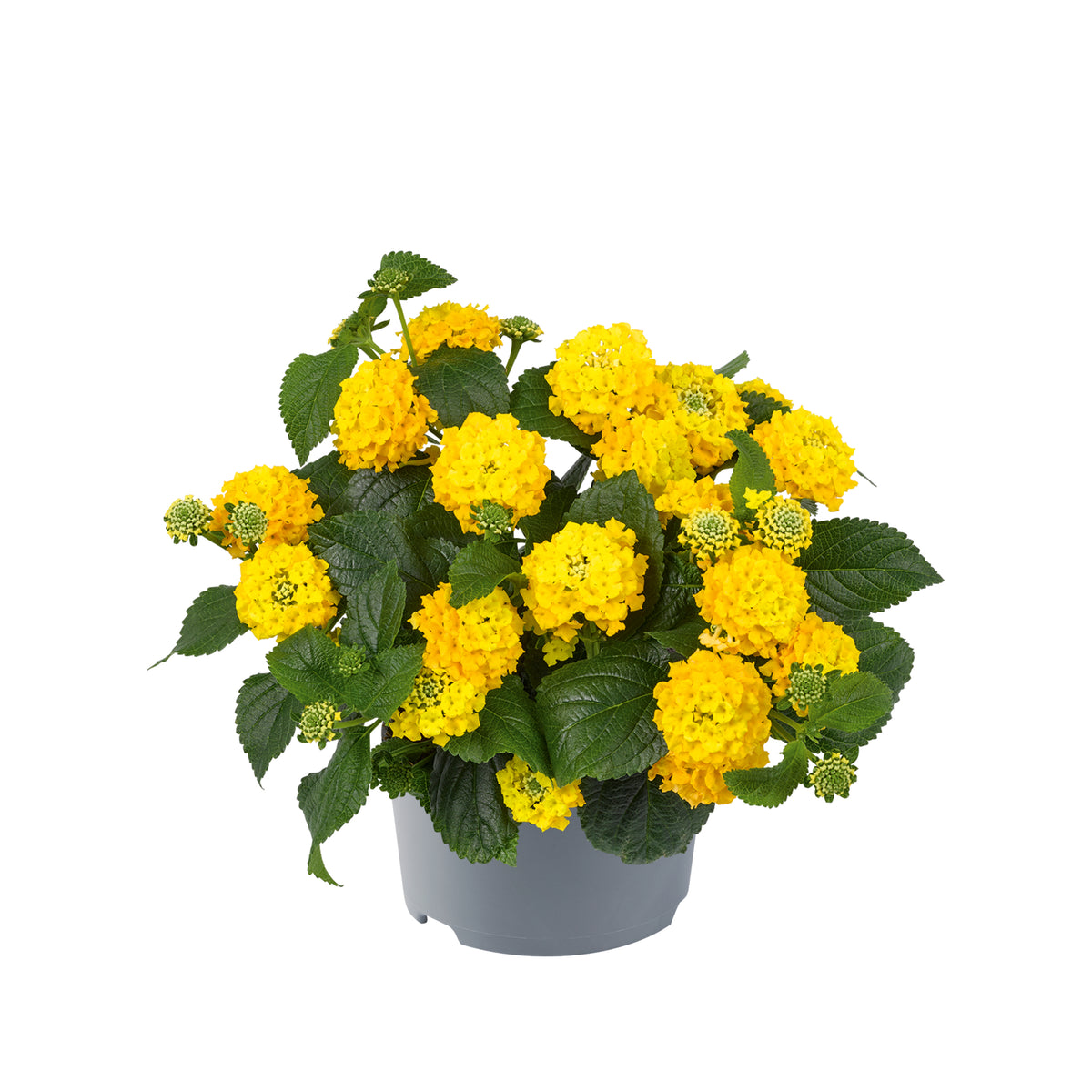 Lantana 'Lucky'
