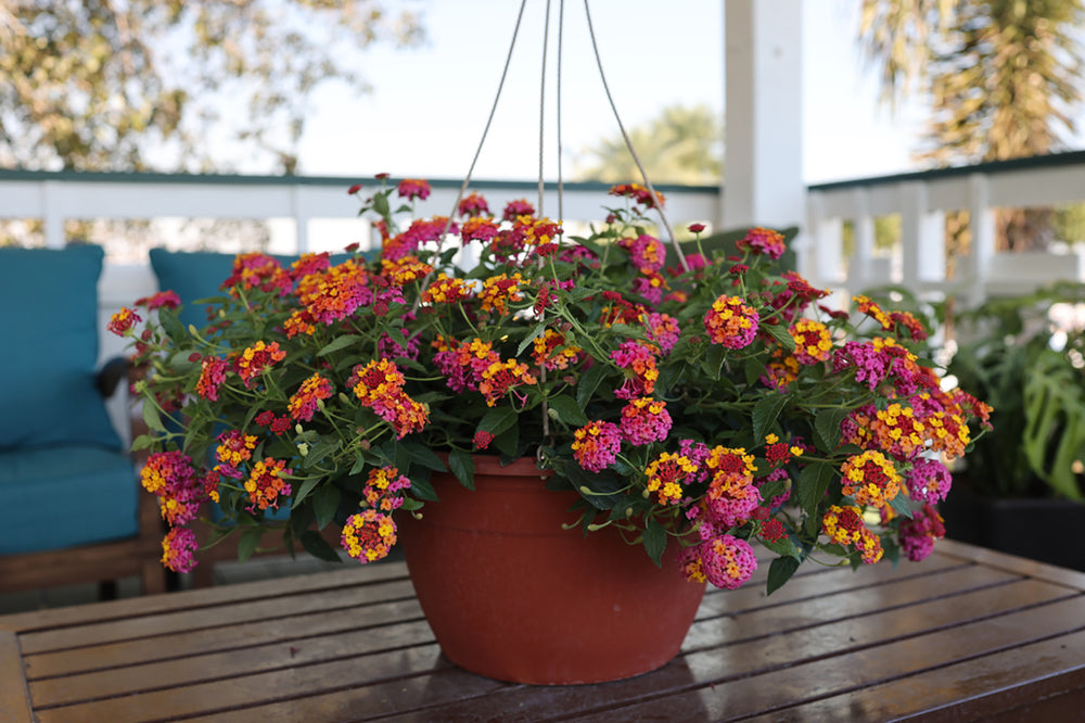 Lantana 'Lucky'