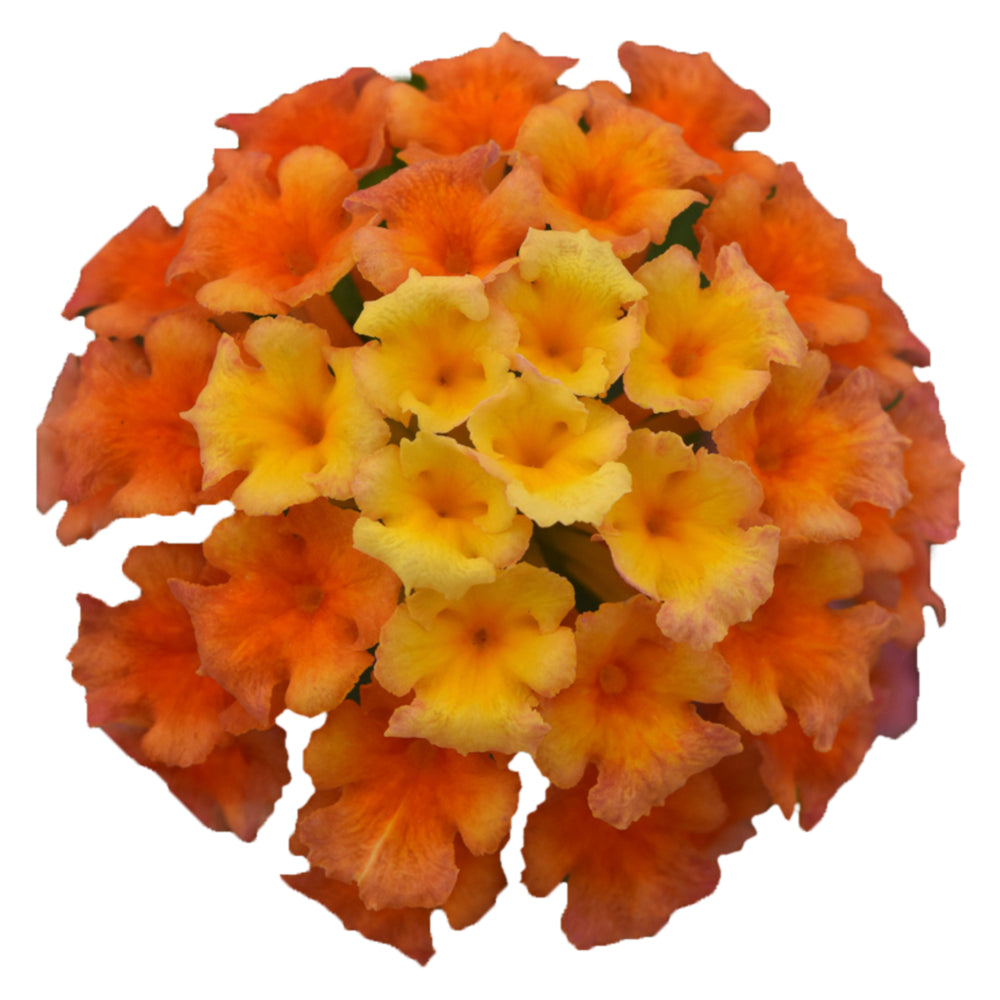 Lantana 'Lucky'