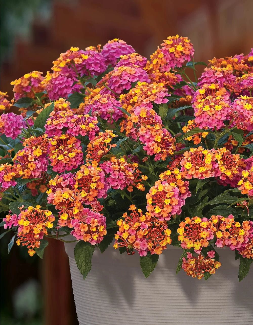 Flowerbag Premium