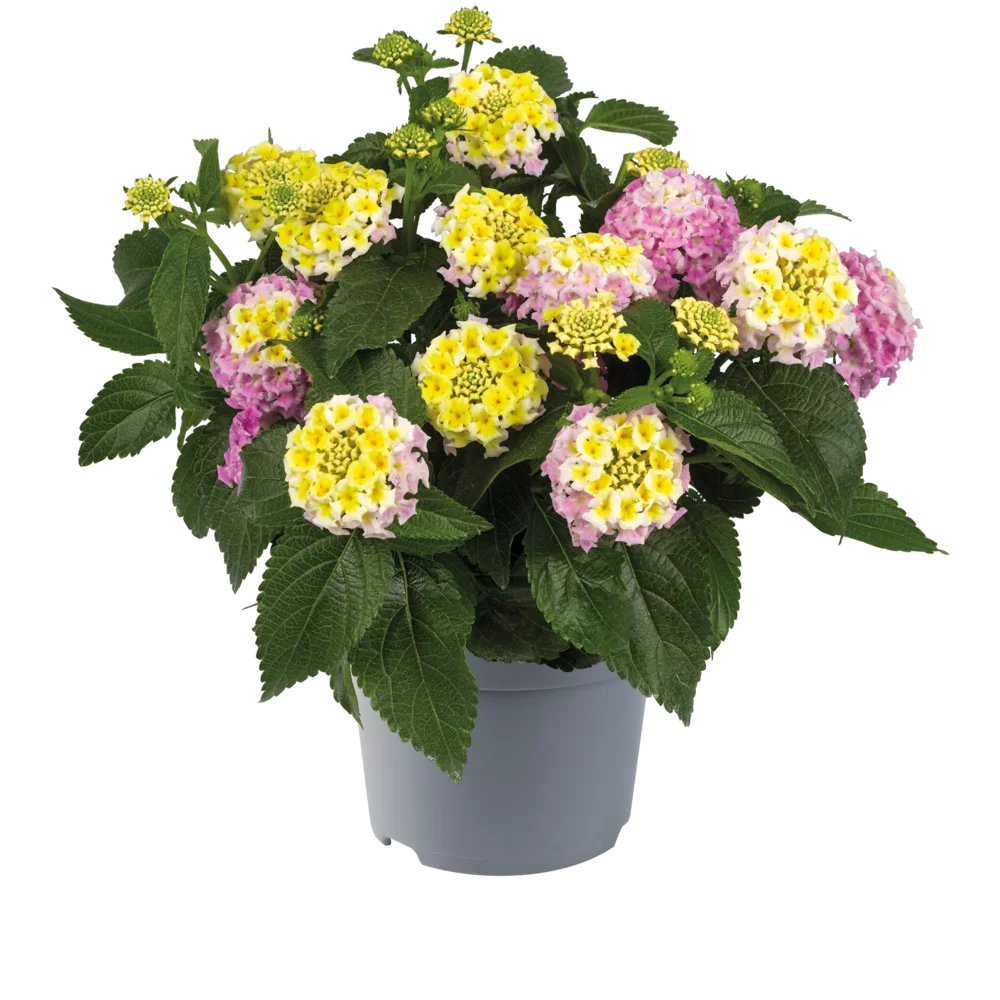 Lantana 'Lucky'