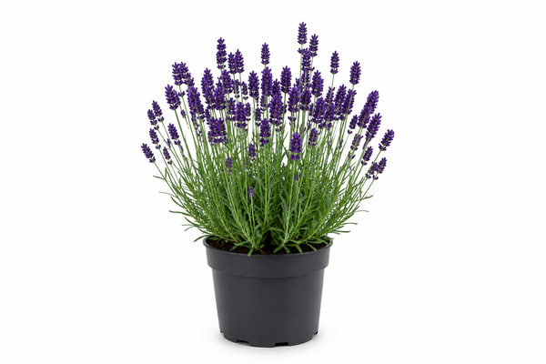 Lavandula angustifolia 'Hidcote'