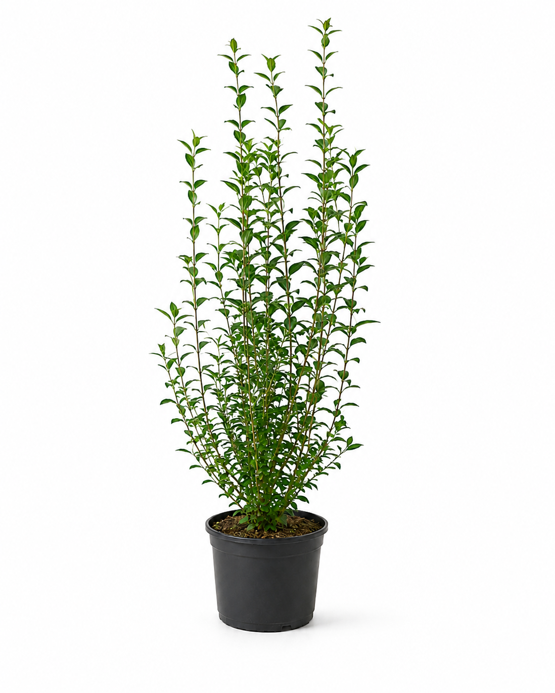 Liguster (Ligustrum ovalifolium)