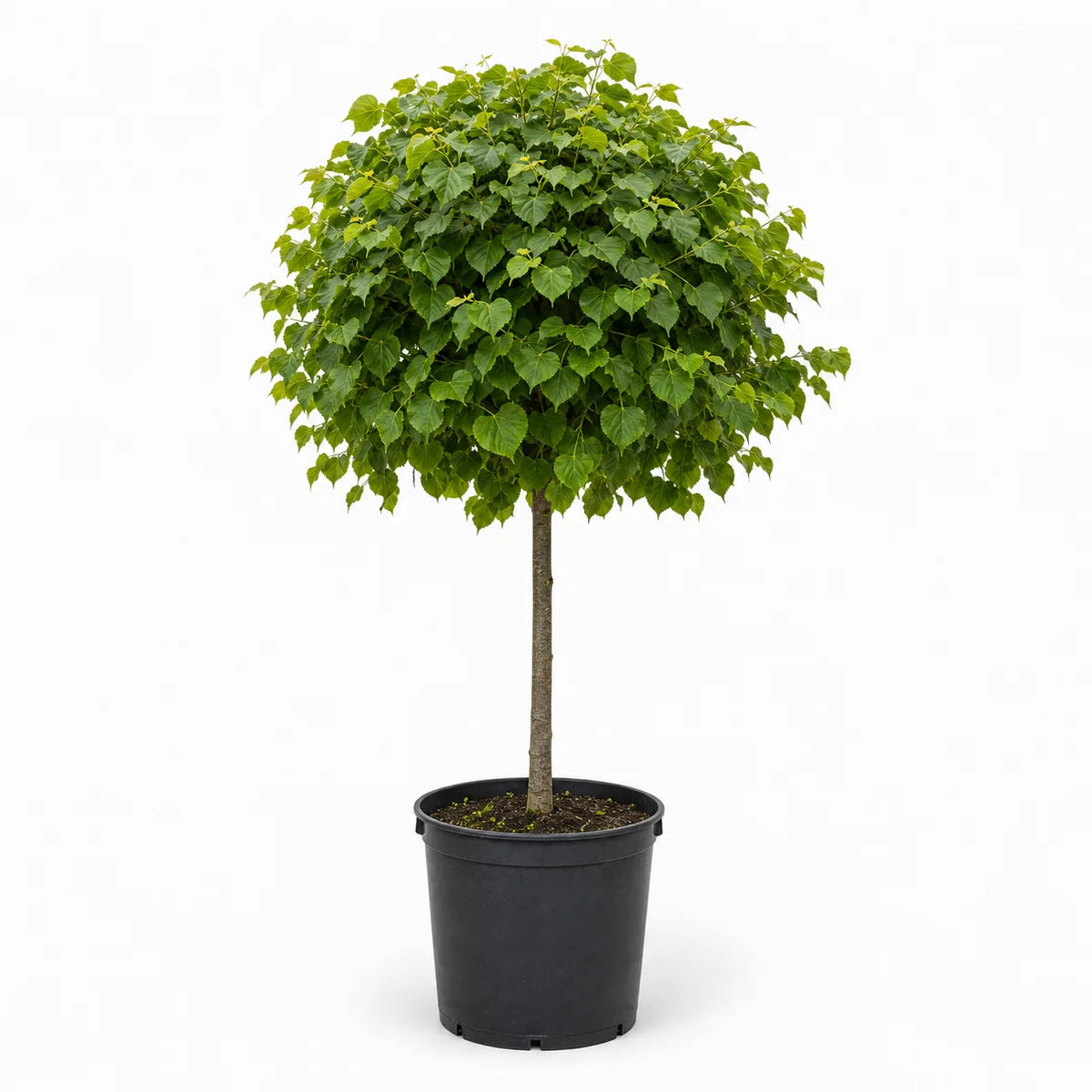 Linde (Tilia cordata) 'Green Globe'