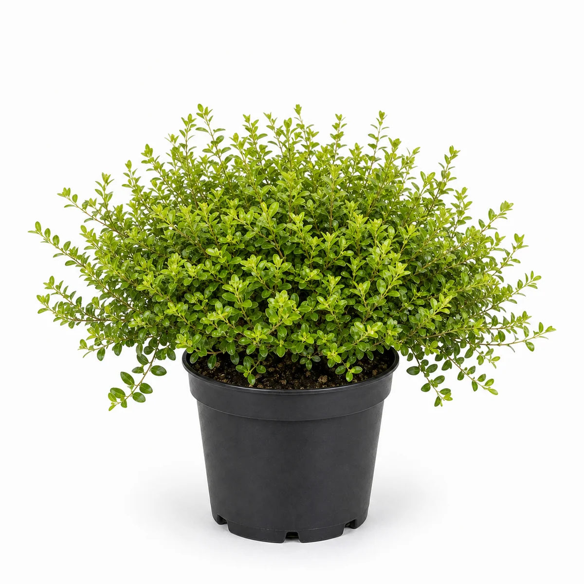 Lonicera nitida 'Maigrün'