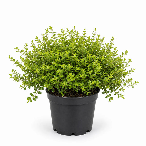 Lonicera nitida 'Maigrün'