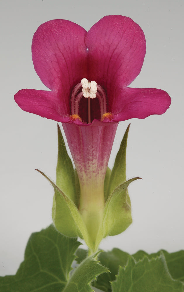 Lofos (Lophospermum) 'Wine Red'