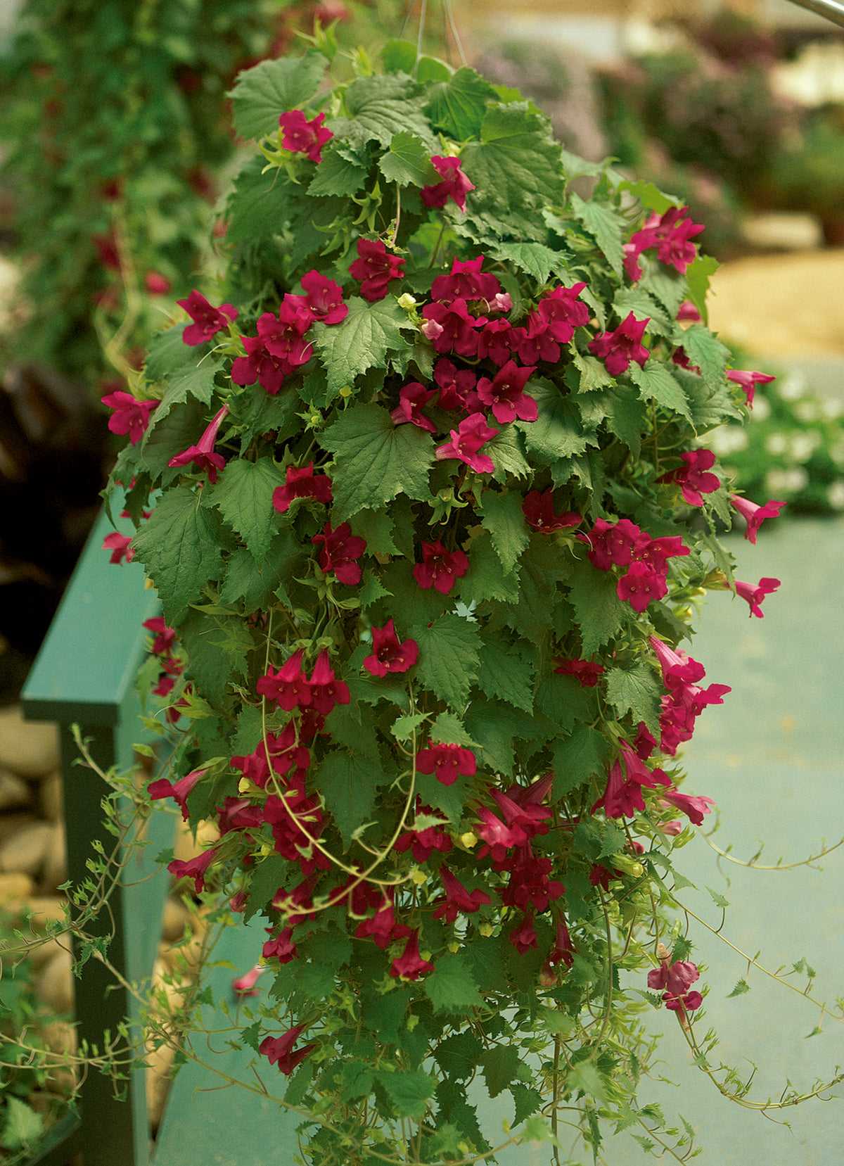 Lofos (Lophospermum) 'Wine Red'