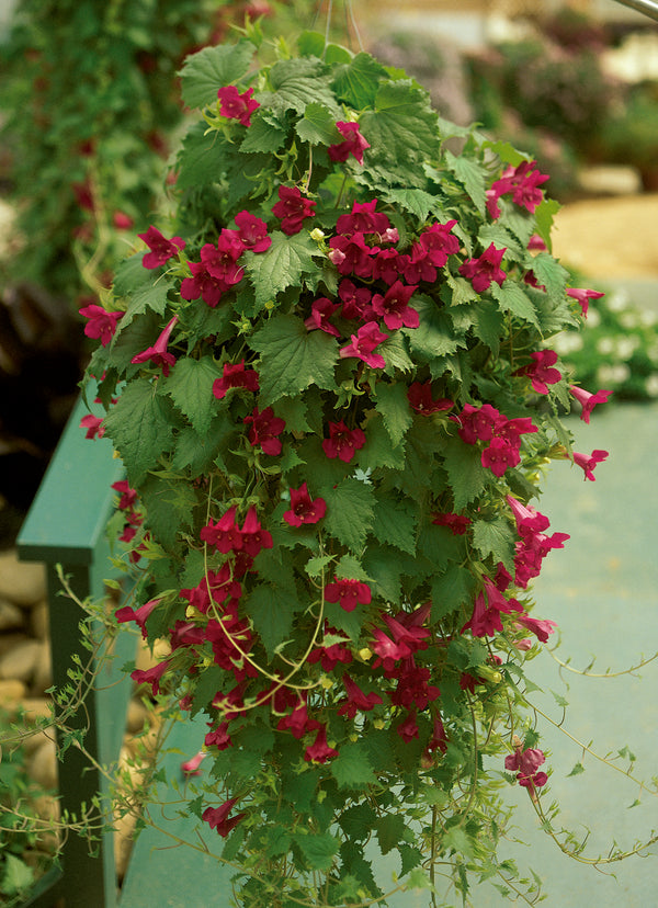 Lofos (Lophospermum) 'Wine Red'