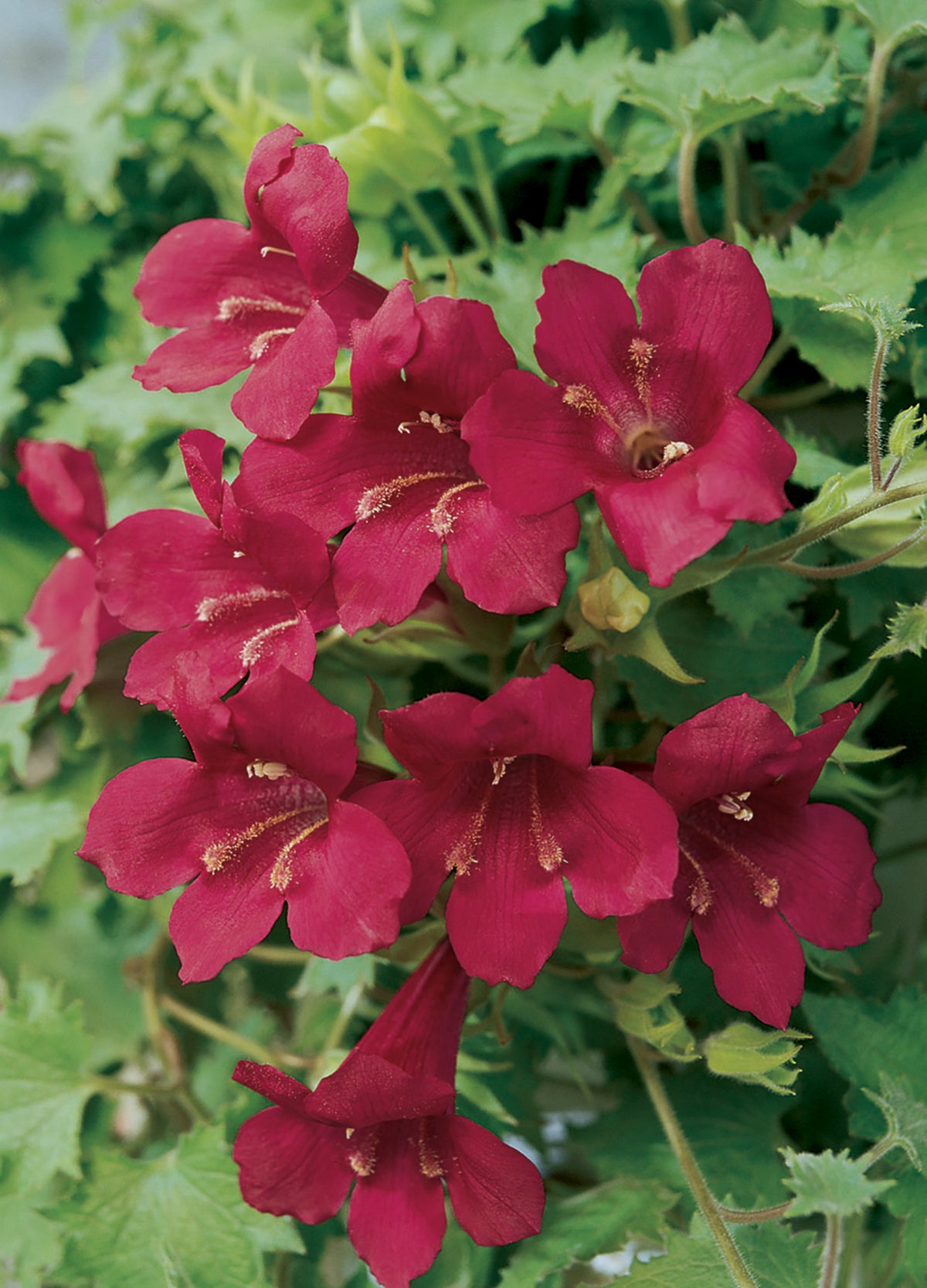 Lofos (Lophospermum) 'Wine Red'