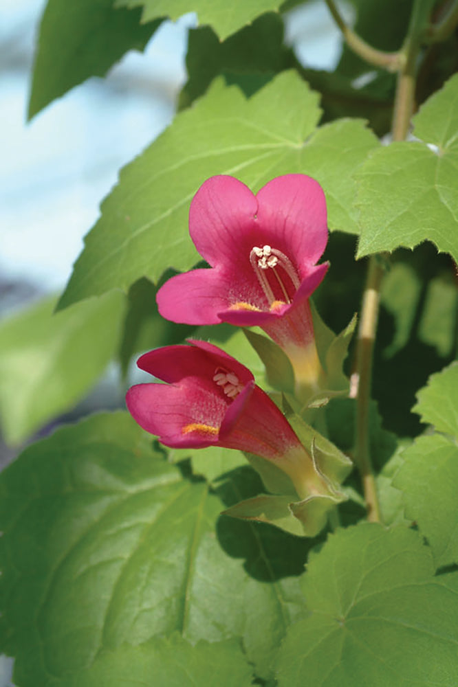Lofos (Lophospermum) 'Wine Red'