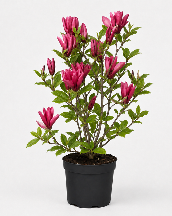 Magnolia 'Black Tulip' ®
