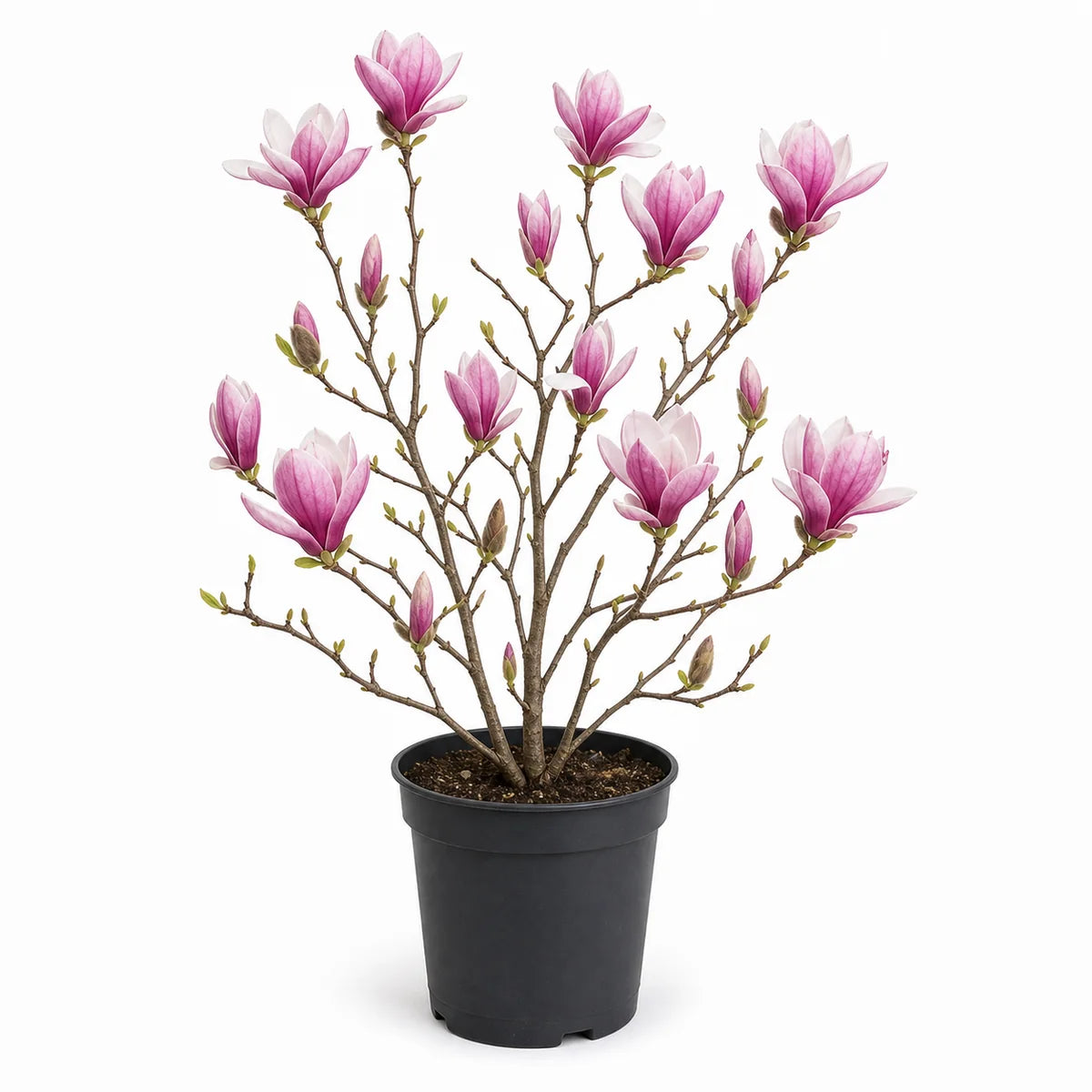 Magnolia soulangeana