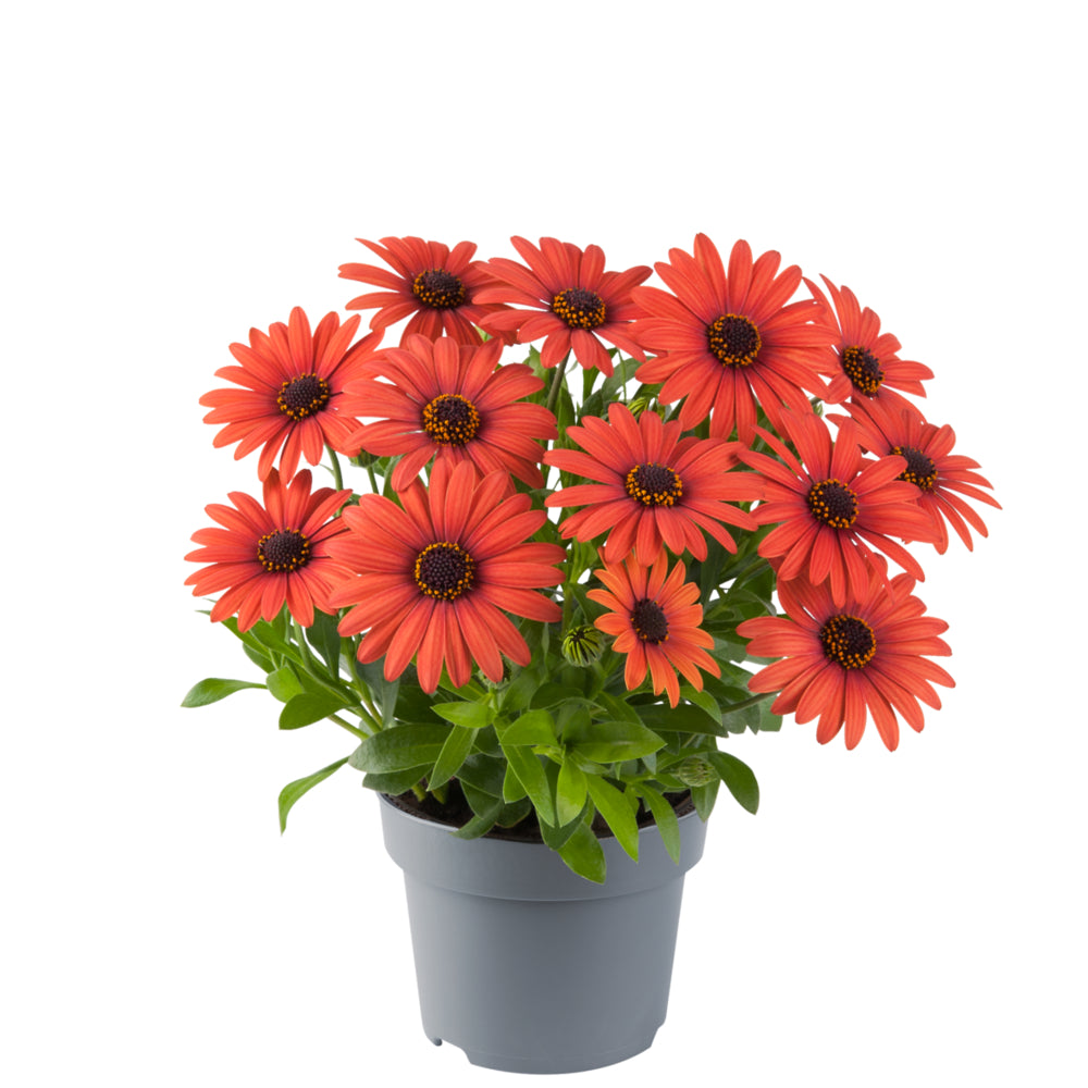 Spaanse Margriet (Osteospermum) 'Dalina'