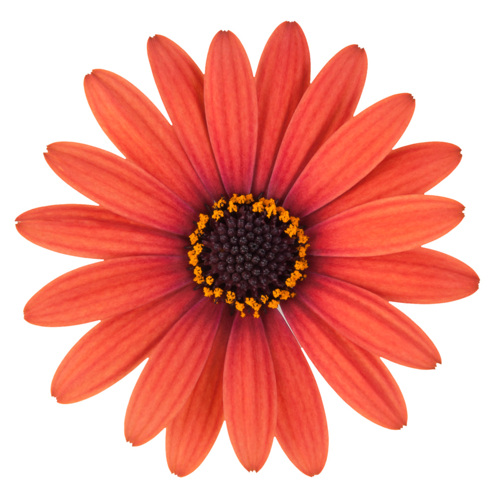 Spaanse Margriet (Osteospermum) 'Dalina'