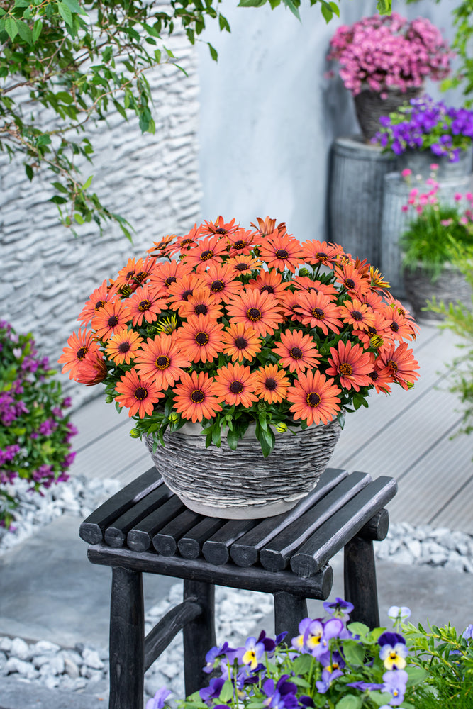 Spaanse Margriet (Osteospermum) 'Dalina'