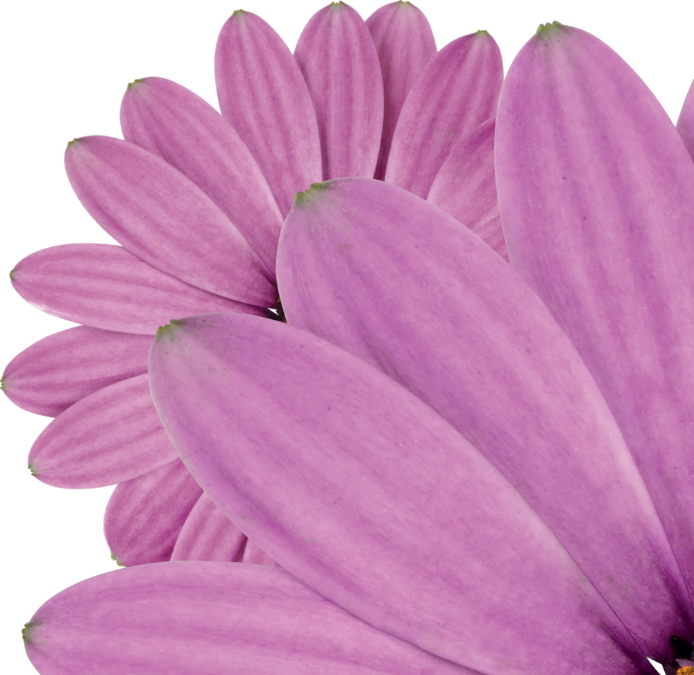 Spaanse Margriet (Osteospermum) 'Dalina'