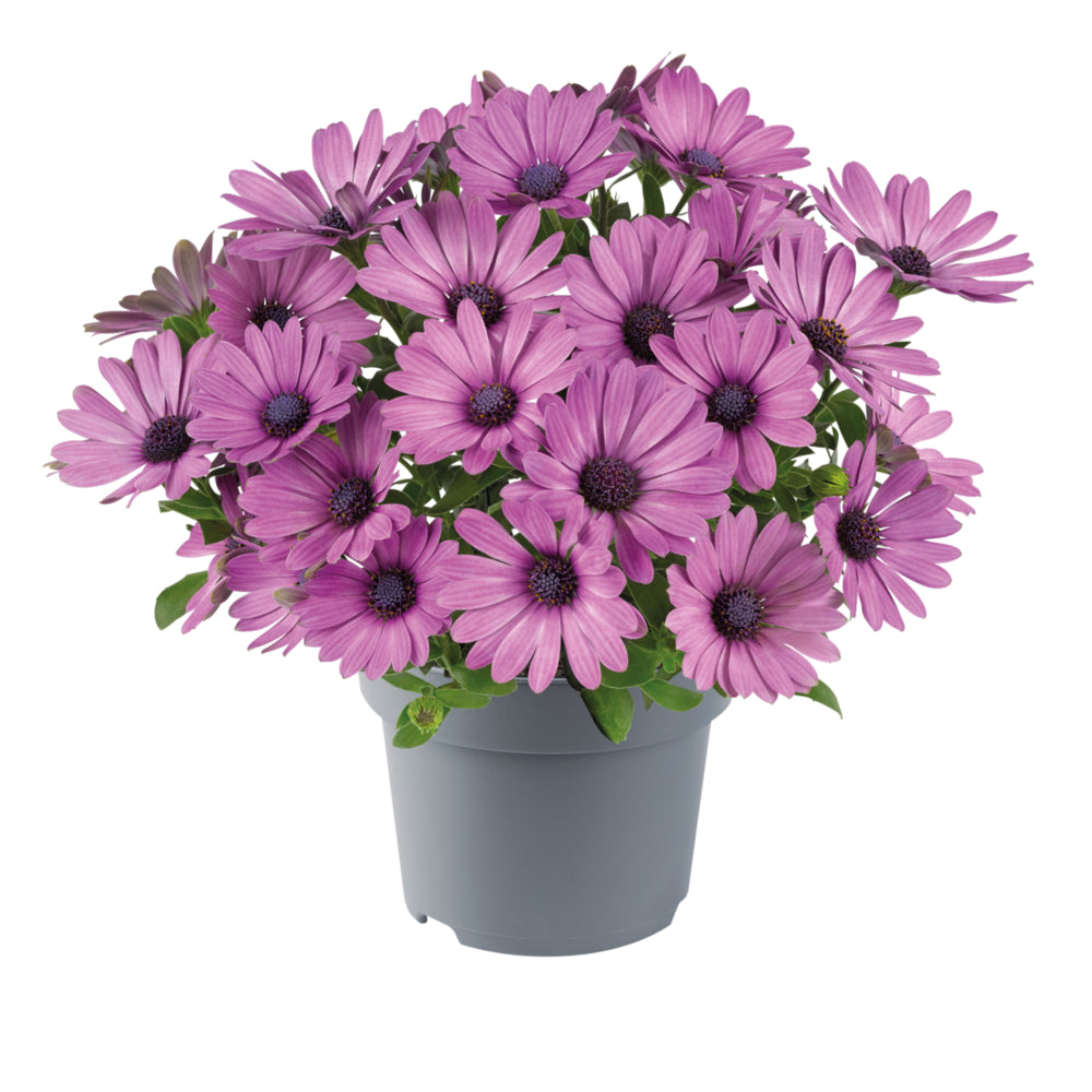 Spaanse Margriet (Osteospermum) 'Dalina'