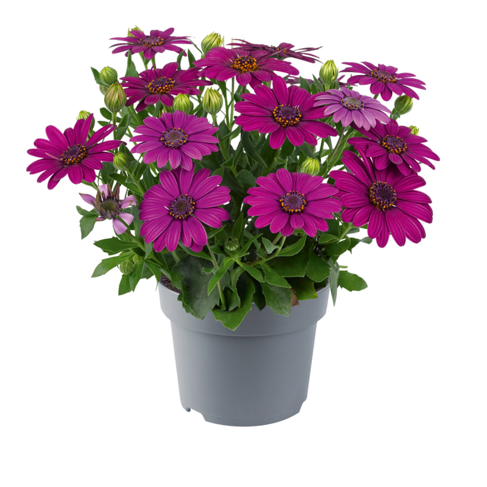Spaanse Margriet (Osteospermum) 'Dalina'