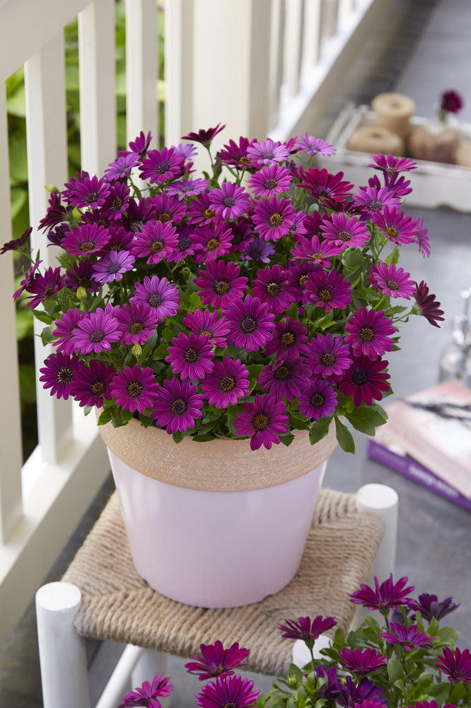 Spaanse Margriet (Osteospermum) 'Dalina'