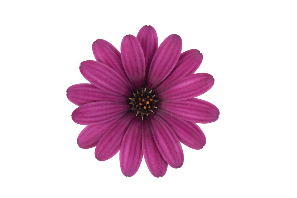 Spaanse Margriet (Osteospermum) 'Dalina'