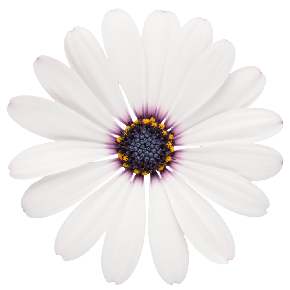Spaanse Margriet (Osteospermum) 'Dalina'
