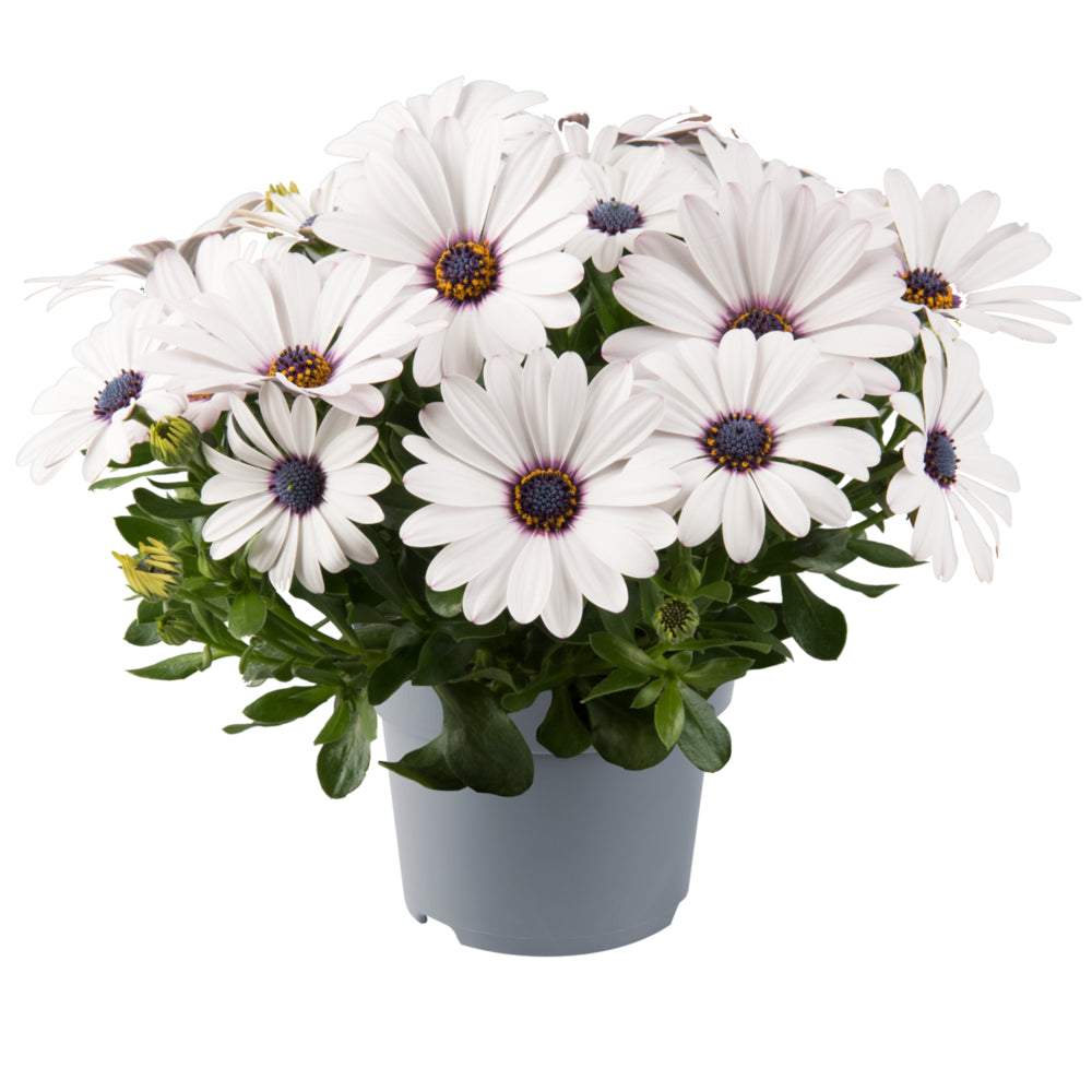 Spaanse Margriet (Osteospermum) 'Dalina'