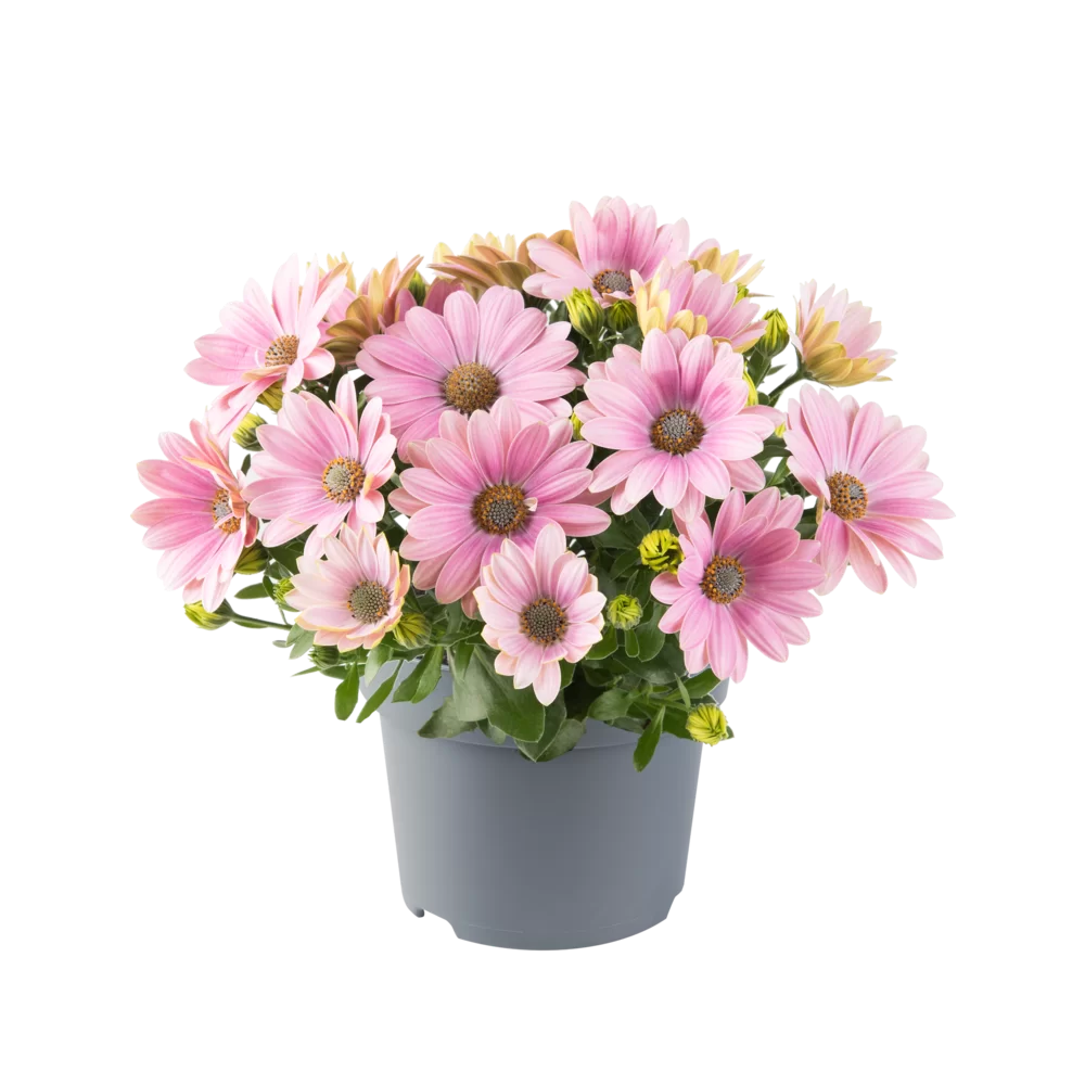 Spaanse Margriet (Osteospermum) 'Dalina'
