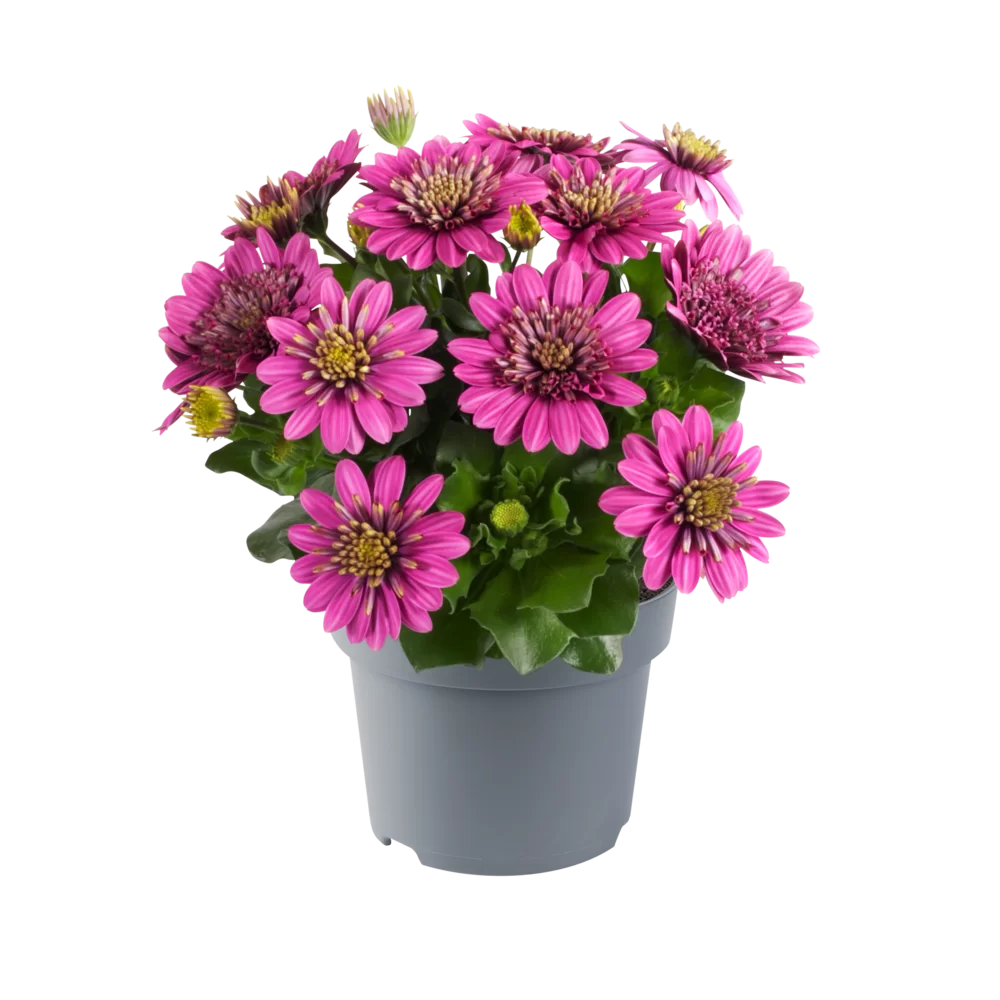 Spaanse Margriet (Osteospermum) 'Dalina'