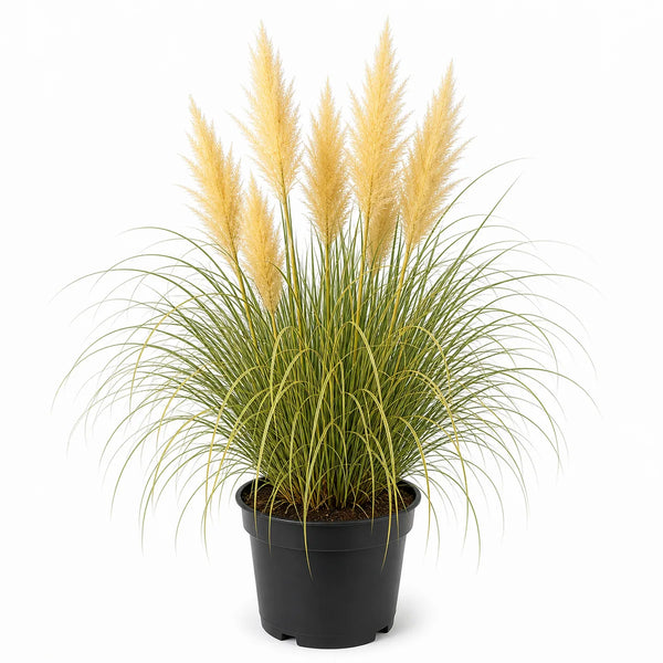 Pampasgras (Cortaderia selloana) Minigoldenpampas