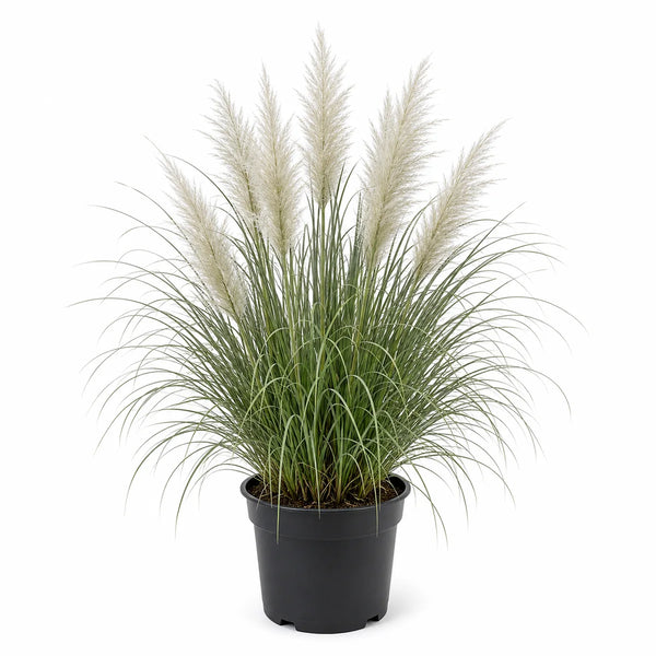 Pampasgras (Cortaderia selloana) Minisilverpampas