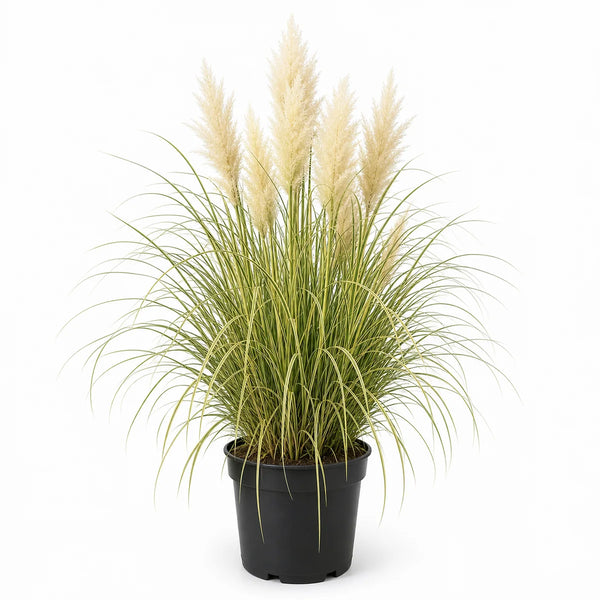 Pampasgras (Cortaderia selloana) 'Splendid Star'