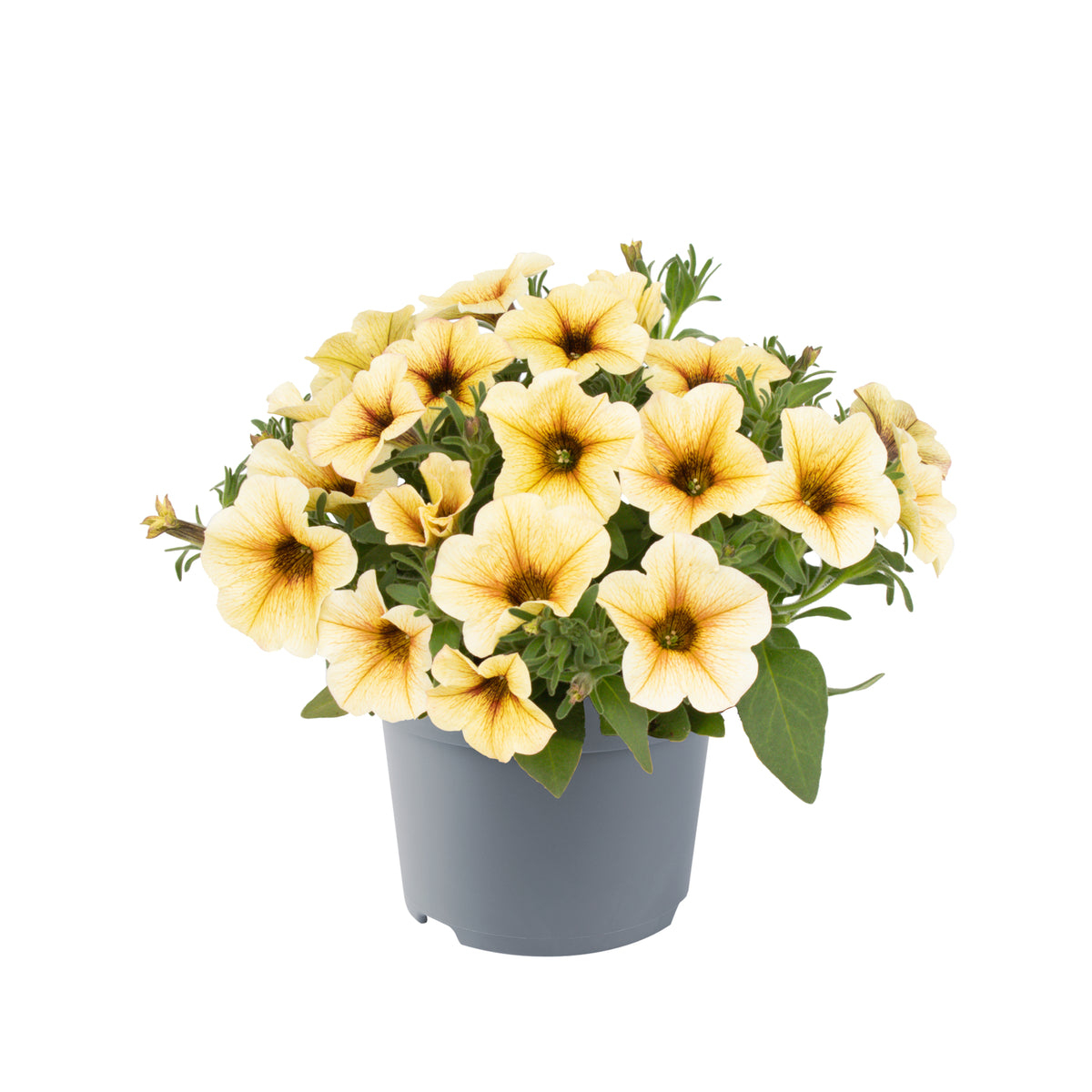 Petunia Beautical (Petchoa)