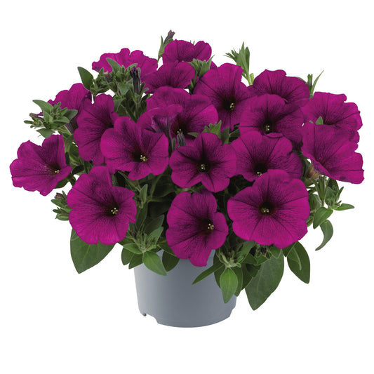 Petunia Beautical