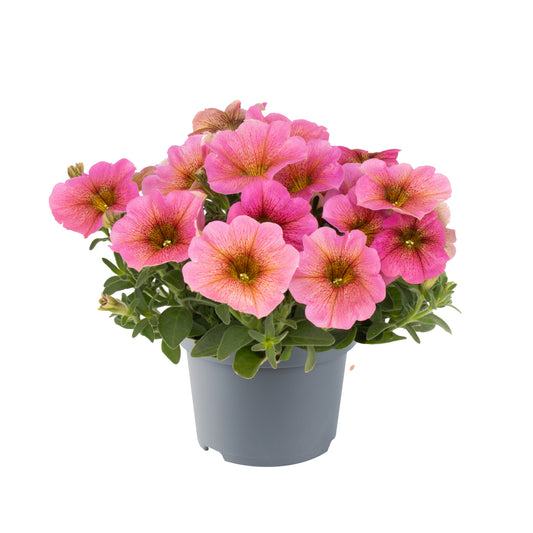 Petunia Beautical