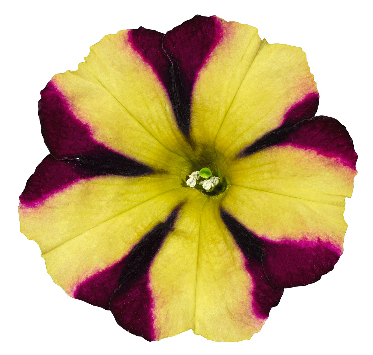 Petunia hang (Surfinia)